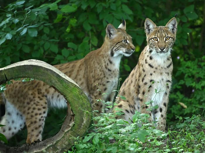 In der freien Wildbahn erreicht die Ranzzeit bei den Luchsen ihren Höhepunkt. (Symbolbild) / Foto: Martin Schutt/dpa