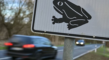 Achtung Amphibien! Bald gehen die kleinen Wesen wieder auf Wanderschaft. (Symbolbild) / Foto: Patrick Pleul/dpa