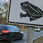 Achtung Amphibien! Bald gehen die kleinen Wesen wieder auf Wanderschaft. (Symbolbild) / Foto: Patrick Pleul/dpa