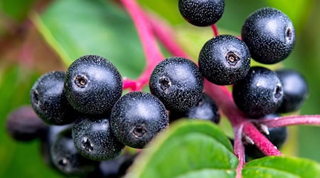 Anbau von Beeren wird immer seltener in Thüringen (Arvhivbild) / Foto: Hauke-Christian Dittrich/dpa/dpa-tmn