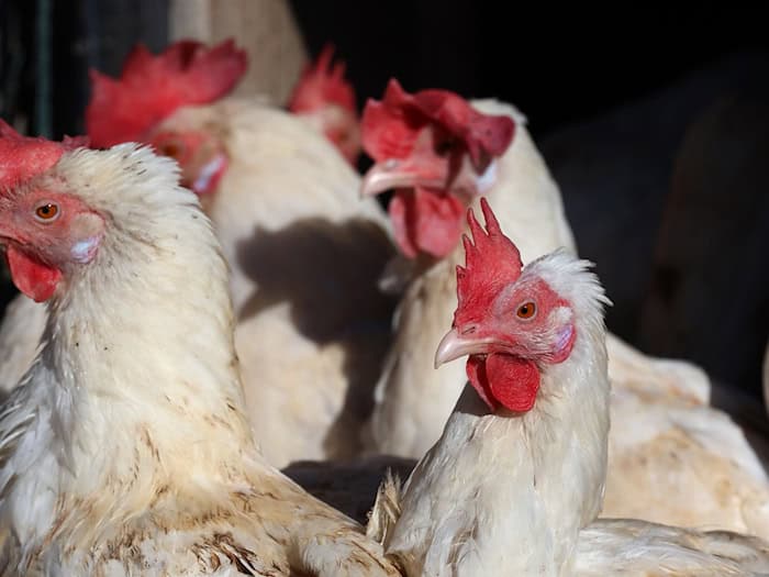 Weitere Vogelgrippefälle in Thüringen - Hühnerhaltungen betroffen (Symbolfoto). / Foto: Karl-Josef Hildenbrand/dpa