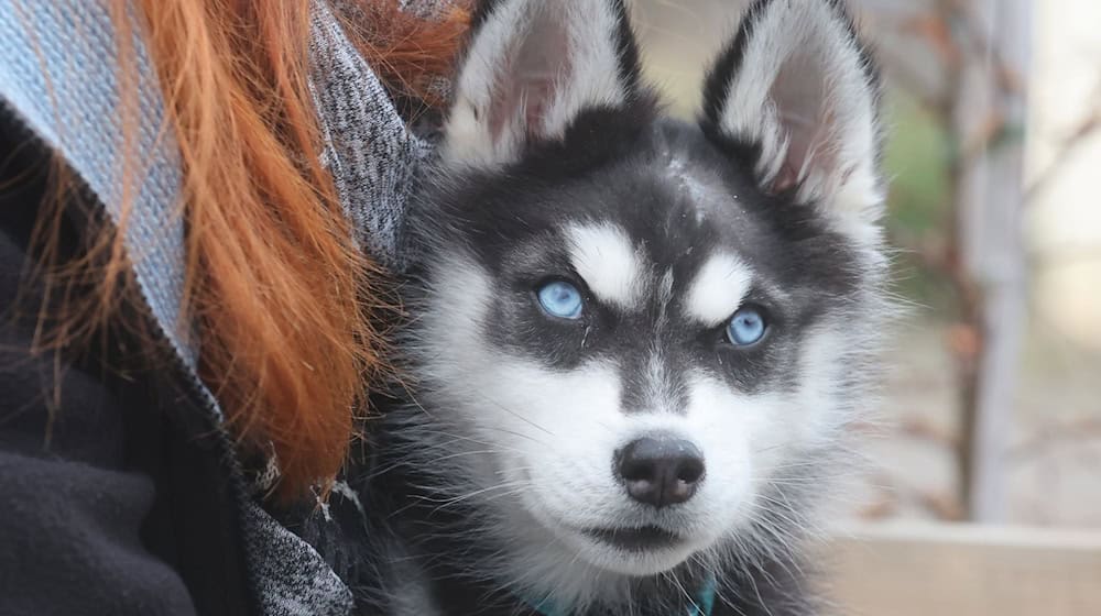 Wido trägt von seinen Verletzungen noch eine Narbe am Kopf. / Foto: Bodo Schackow/dpa