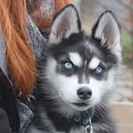 Wido trägt von seinen Verletzungen noch eine Narbe am Kopf. / Foto: Bodo Schackow/dpa