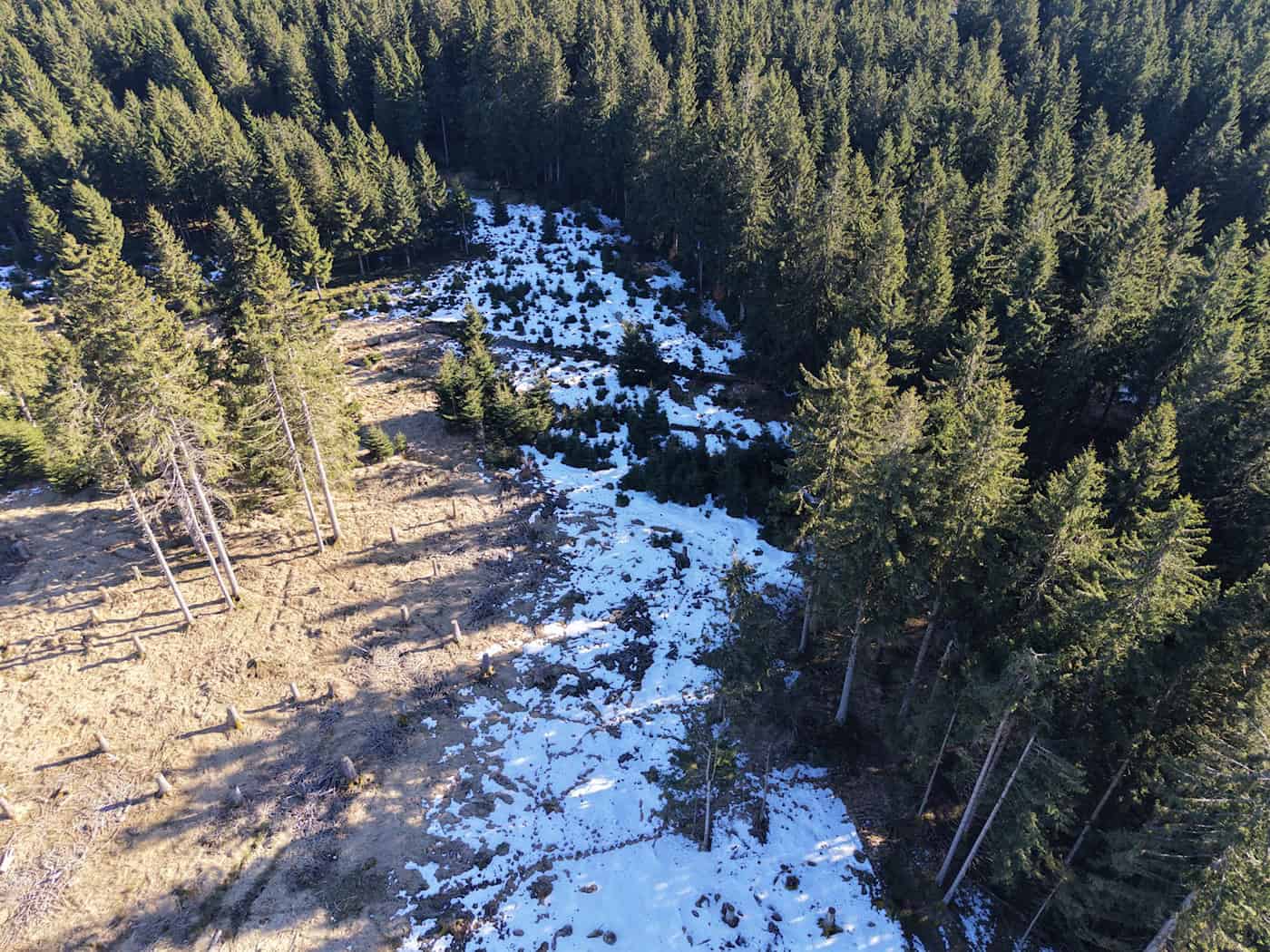 Trockene Moore im Thüringer Wald sollen wieder vernässt werden, damit sie ihre Funktion als Kohlenstoffspeicher wahrnehmen können. / Foto: Bodo Schackow/dpa
