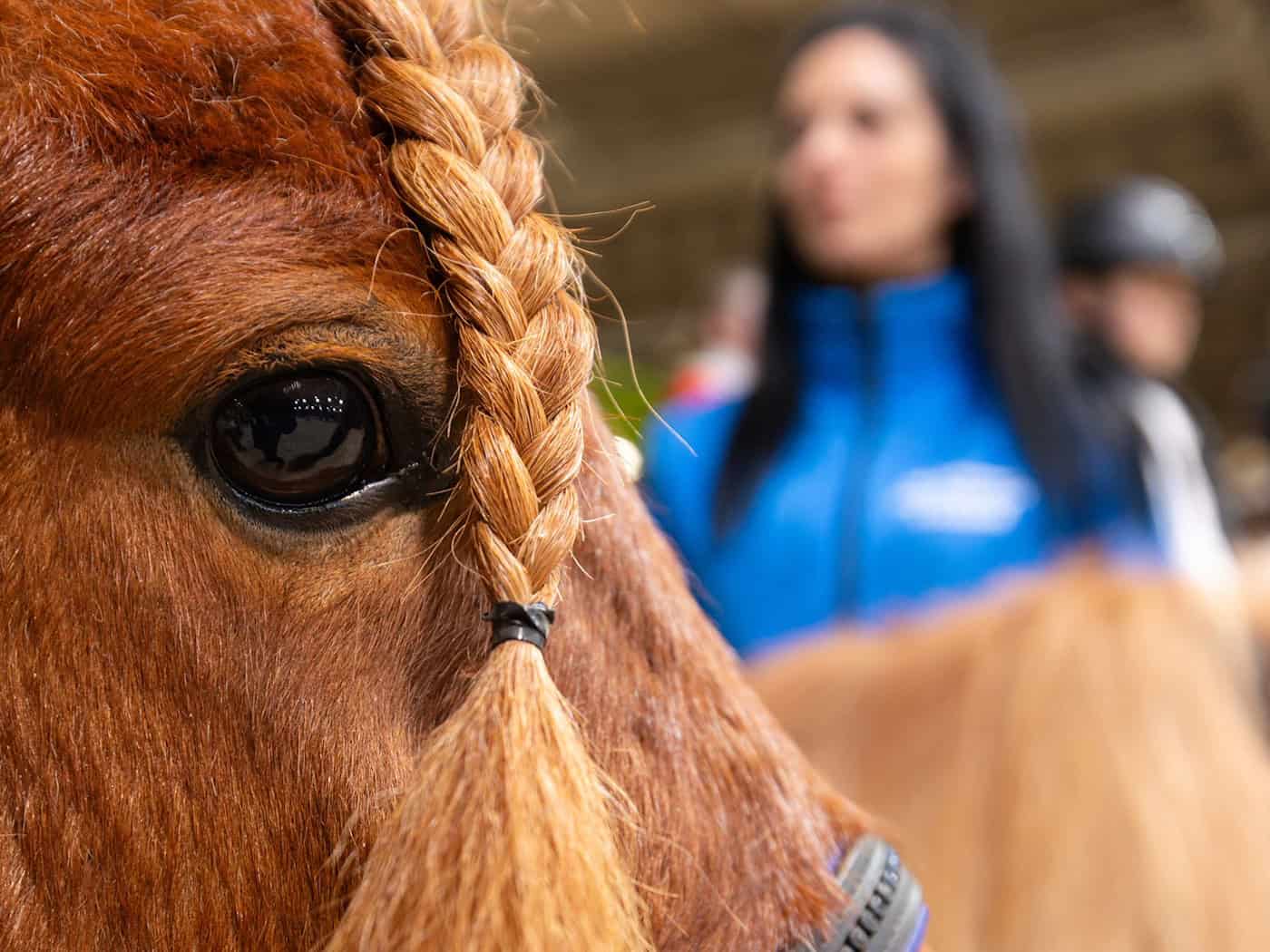 Mehr als 26.000 Menschen haben die diesjährige Messe «Reiten-Jagen-Fischen» in Erfurt besucht. / Foto: Michael Reichel/dpa