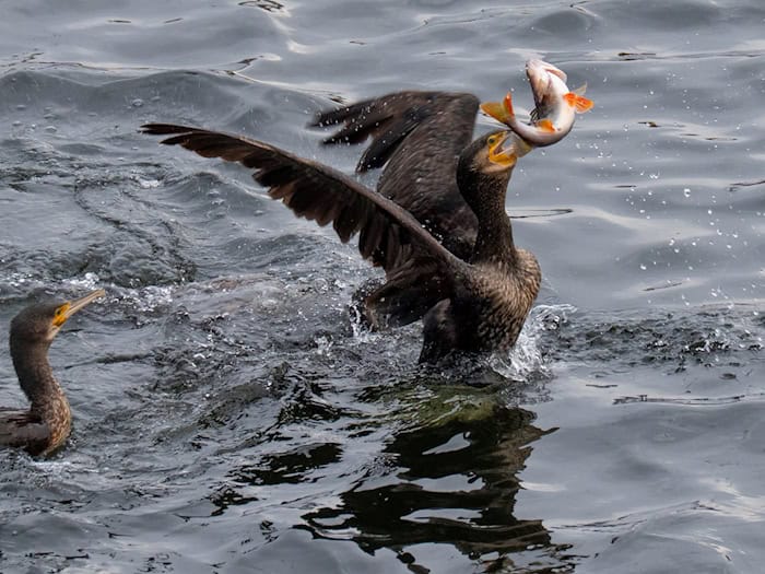 Der Umgang mit Kormoranen ist in Thüringen ein kontrovers diskutiertes Thema. (Archivbild) / Foto: Georg Moritz/dpa