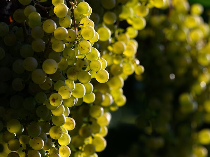 Rotkäppchen setzt auf alkoholfreie Schaumweine, andere Winzer bleiben skeptisch. (Archivbild) / Foto: Hendrik Schmidt/dpa