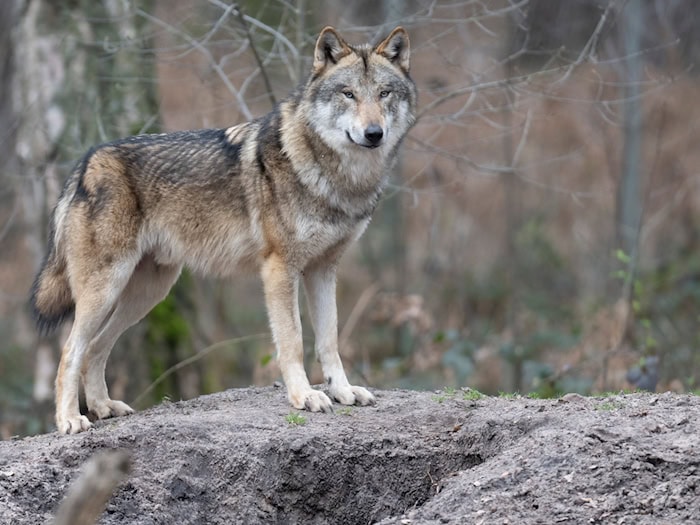Bundestag macht gegen «Problemwölfe» mobil