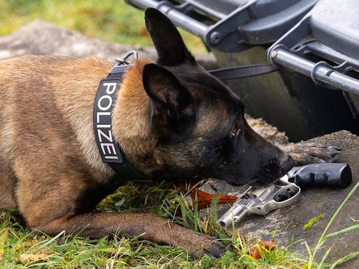 Die Thüringer Polizei verfügt aktuell über 75 Diensthunde. (Symbolbild) / Foto: Michael Reichel/dpa