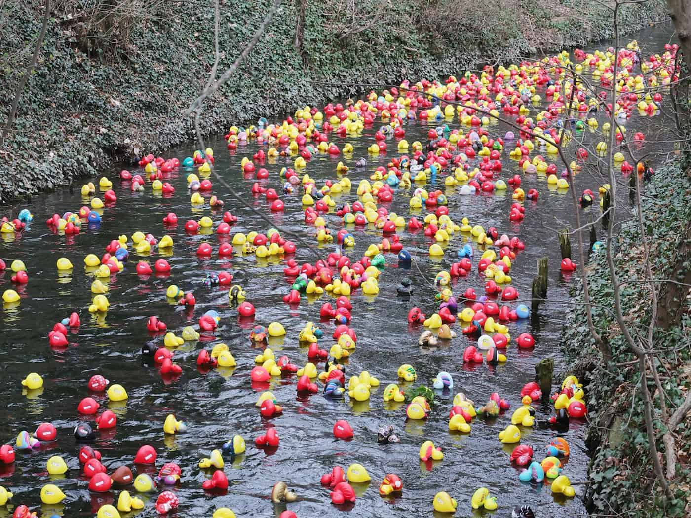 Das Entenrennen hat sich in den vergangenen Jahren zu einem festen Termin im Veranstaltungskalender der Landeshauptstadt entwickelt und lockt zahlreiche Familien mit Kindern an. / Foto: Bodo Schackow/dpa