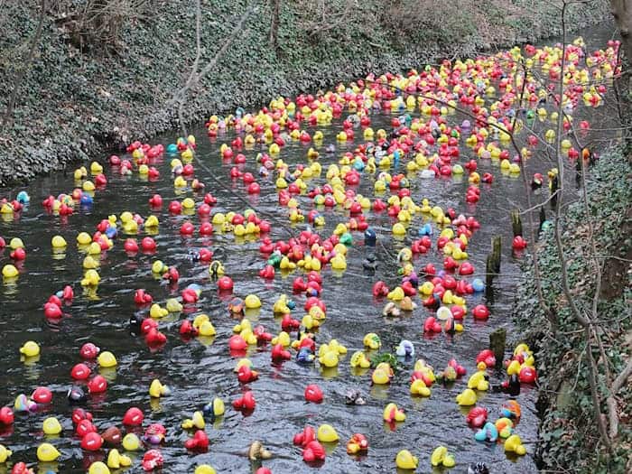 Das Entenrennen hat sich in den vergangenen Jahren zu einem festen Termin im Veranstaltungskalender der Landeshauptstadt entwickelt und lockt zahlreiche Familien mit Kindern an. / Foto: Bodo Schackow/dpa