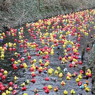 Das Entenrennen hat sich in den vergangenen Jahren zu einem festen Termin im Veranstaltungskalender der Landeshauptstadt entwickelt und lockt zahlreiche Familien mit Kindern an. / Foto: Bodo Schackow/dpa