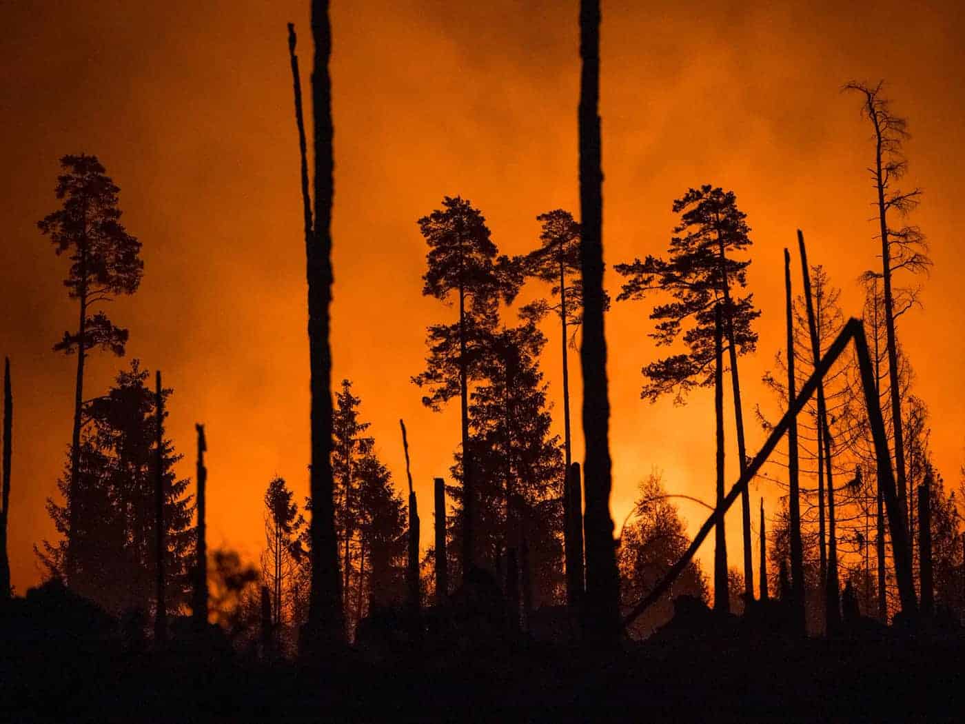 Das Feuer auf der Saalfelder Höhe bei Gösselsdorf, einem Ortsteil von Saalfeld, zerstörte mehr als 80 Hektar Wald. (Archivbild) / Foto: Daniel Vogl/dpa