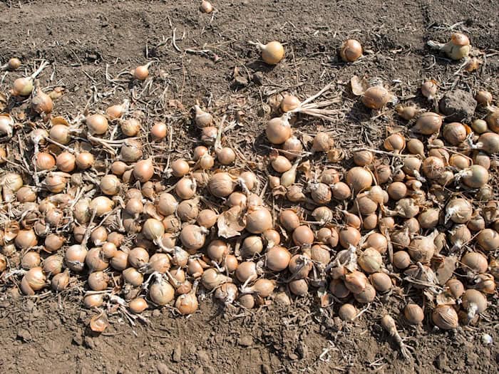 In Thüringen werden vor allem Zwiebeln geerntet. (Symbolbild) / Foto: Klaus-Dietmar Gabbert/dpa-Zentralbild/dpa