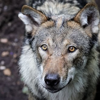 Naturschützer sind entsetzt, Jäger sehen die voraussichtliche Aufnahme des Wolfs ins Jagdgesetz als einen richtigen Schritt. (Symbolbild) / Foto: Christian Charisius/dpa