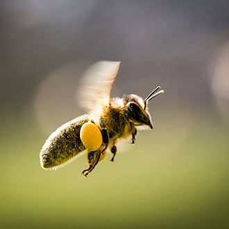 Die Pollen, die die Bienen nun sammeln, sollen vor allem auch den Nachwuchs ernähren. (Symbolbild) / Foto: Frank Rumpenhorst/dpa