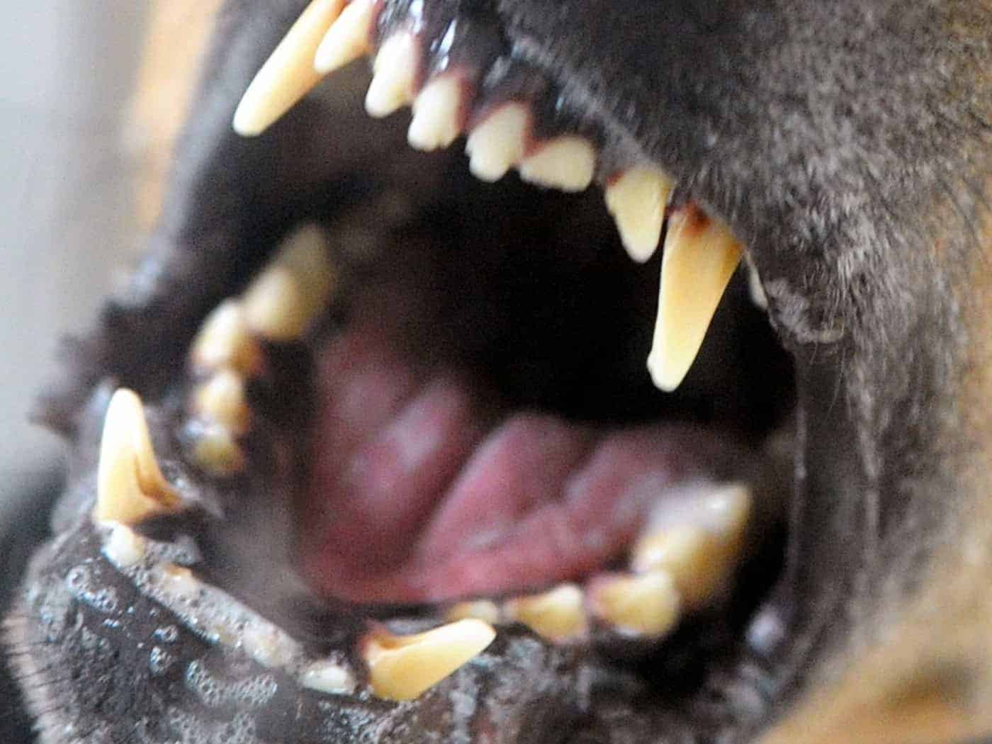 Ein Hund griff in Waltershausen zwei Menschen an. (Symbolbild) / Foto: Soeren Stache/dpa-Zentralbild/dpa