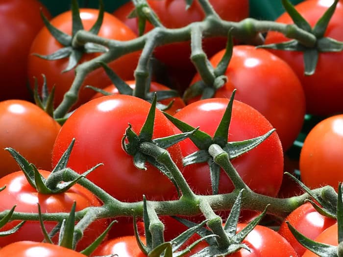 Tomaten machten einen Großteil der Ernte aus. (Symbolbild) / Foto: picture alliance / dpa