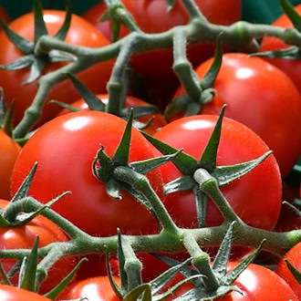 Tomaten machten einen Großteil der Ernte aus. (Symbolbild) / Foto: picture alliance / dpa