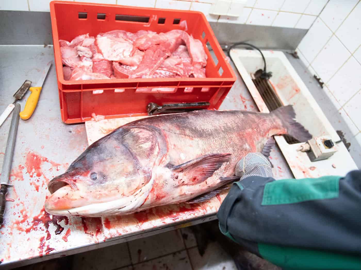 In Thüringen wird für den Verzehr von Marmorkarpfen geworben. (Archivbild)  / Foto: Sebastian Kahnert/dpa-Zentralbild/ZB