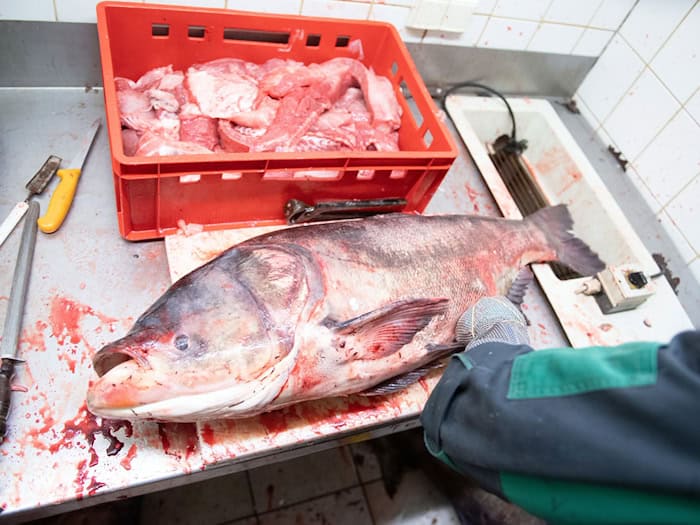 In Thüringen wird für den Verzehr von Marmorkarpfen geworben. (Archivbild)  / Foto: Sebastian Kahnert/dpa-Zentralbild/ZB