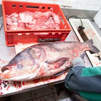 In Thüringen wird für den Verzehr von Marmorkarpfen geworben. (Archivbild)  / Foto: Sebastian Kahnert/dpa-Zentralbild/ZB