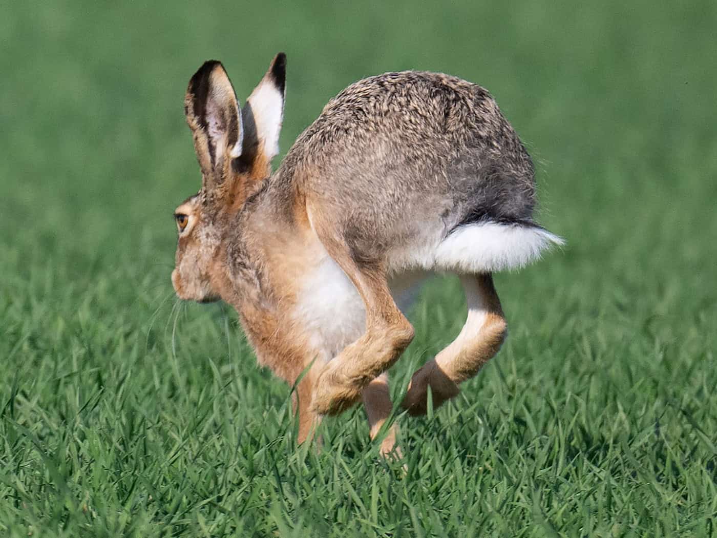 Der Umweltverband Nabu sorgt sich weiter um die Feldhasen-Population in Thüringen und mahnt, die Lebensräume aktiv zu verbessern. Etwa mit Hilfe von Brachen und Hecken. (Symbolbild)  / Foto: Boris Roessler/dpa