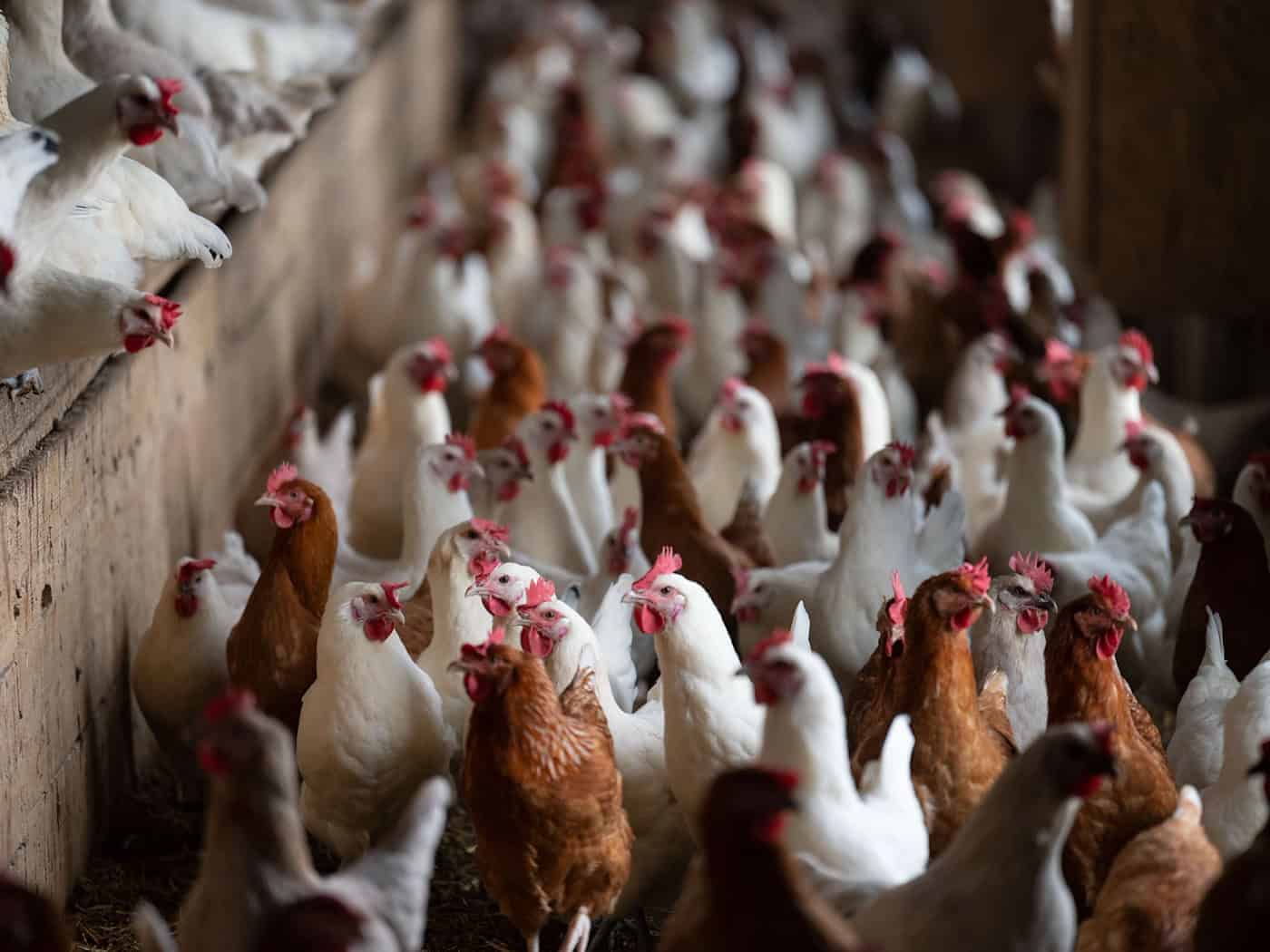 Wegen neuer Ausbrüche der Newcastle-Krankheit in Brandenburg und Bayern warnt Thüringen vor anhaltender Gefahr für Geflügel.  (Symbolbild) / Foto: Marijan Murat/dpa