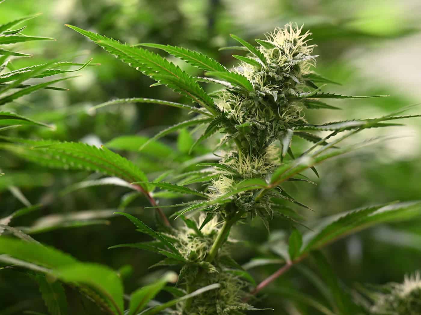 Die Polizei durchsuchte in Kirchworbis ein Gebäude, in dem Ermittler eine professionell betriebene Cannabis-Aufzuchtanlage entdeckt haben. (Symbolbild) / Foto: Martin Schutt/dpa