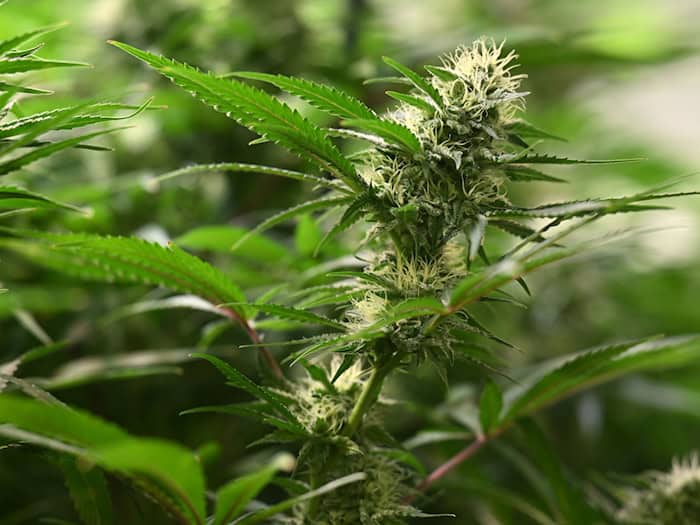 Die Polizei durchsuchte in Kirchworbis ein Gebäude, in dem Ermittler eine professionell betriebene Cannabis-Aufzuchtanlage entdeckt haben. (Symbolbild) / Foto: Martin Schutt/dpa