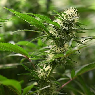 Die Polizei durchsuchte in Kirchworbis ein Gebäude, in dem Ermittler eine professionell betriebene Cannabis-Aufzuchtanlage entdeckt haben. (Symbolbild) / Foto: Martin Schutt/dpa