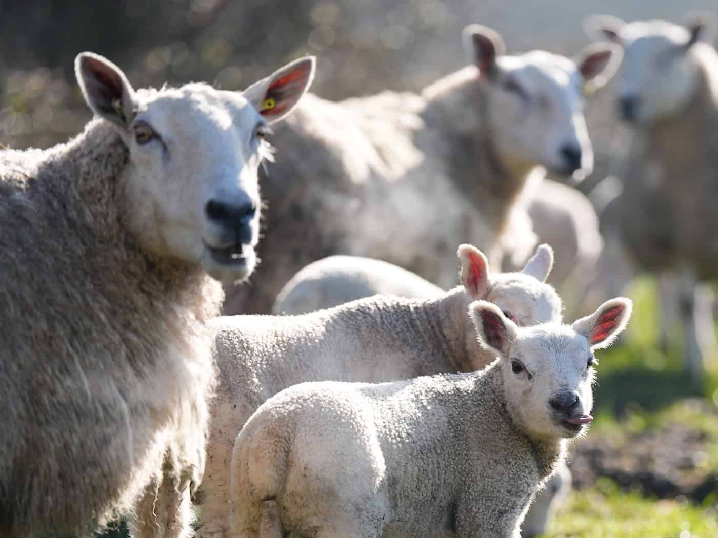 Die Anzahl der Schafe sinkt in Thüringen immer weiter. (Symbolbild) / Foto: Jacob King/PA Wire/dpa