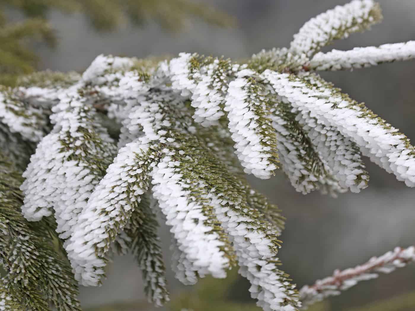 In den Mittelgebirgen wie Erzgebirge, Harz und Thüringer Wald fällt zum Wochenstart noch einmal etwas Schnee.  / Foto: Matthias Bein/dpa
