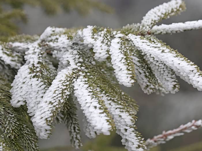 In den Mittelgebirgen wie Erzgebirge, Harz und Thüringer Wald fällt zum Wochenstart noch einmal etwas Schnee.  / Foto: Matthias Bein/dpa