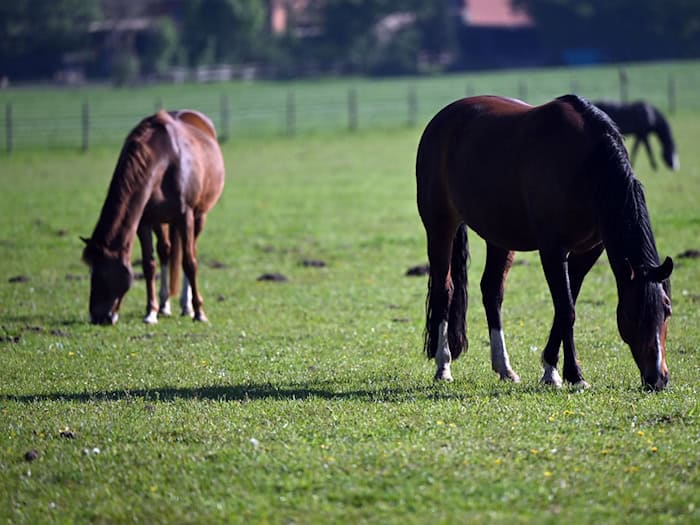 Equine Infektiöse Anämie bei Pferd im Wartburgkreis amtlich bestätigt
