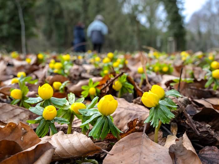 Gelb blühende Winterlinge bedecken den Boden. (Archivbild) / Foto: Heiko Rebsch/dpa