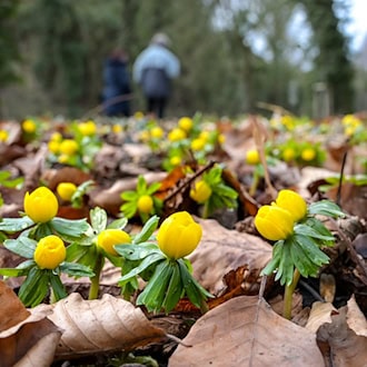 Gelb blühende Winterlinge bedecken den Boden. (Archivbild) / Foto: Heiko Rebsch/dpa