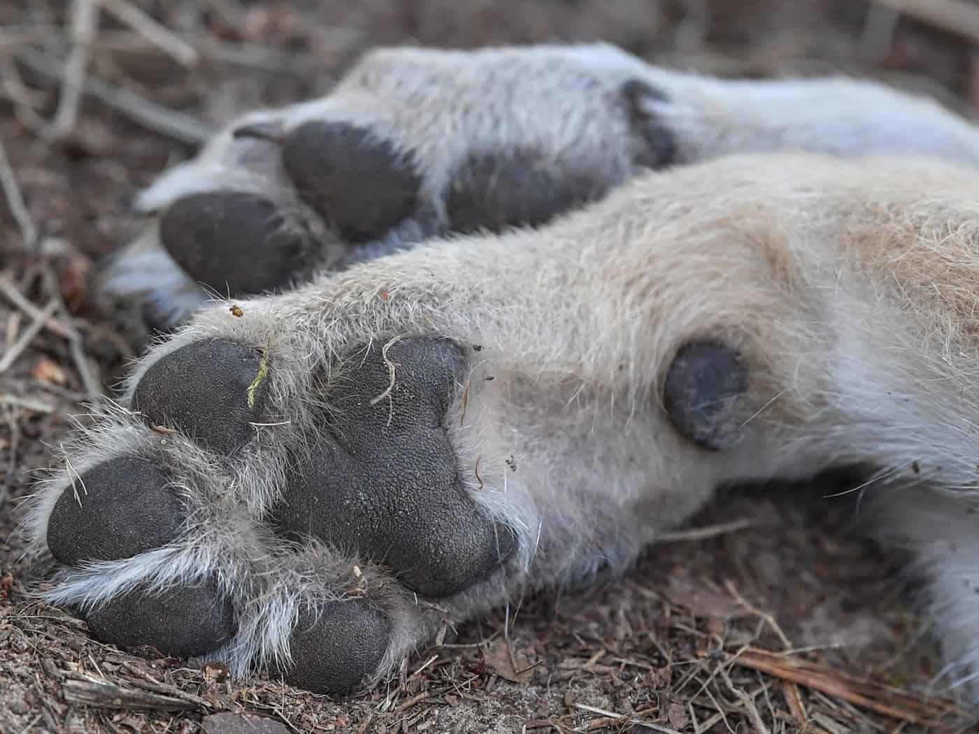 Das entdeckte tote Tier soll untersucht werden. (Symbolbild) / Foto: Patrick Pleul/dpa