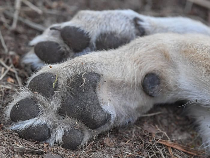 Das entdeckte tote Tier soll untersucht werden. (Symbolbild) / Foto: Patrick Pleul/dpa