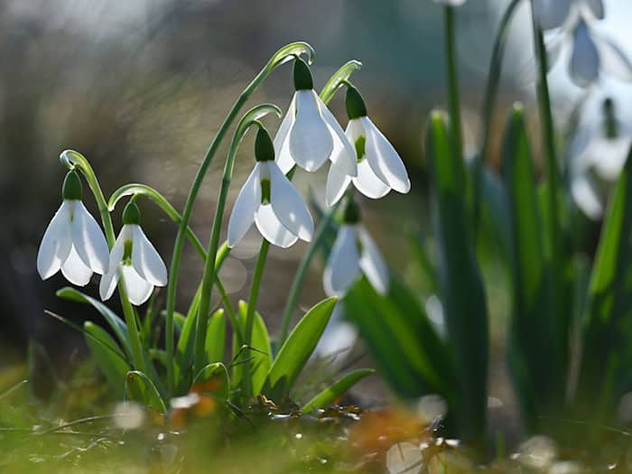 Sonnige Tage mit frühlingshaften Temperaturen prägen die Region – nachts bleibt es vielerorts frostig. (Archivbild) / Foto: Martin Schutt/dpa