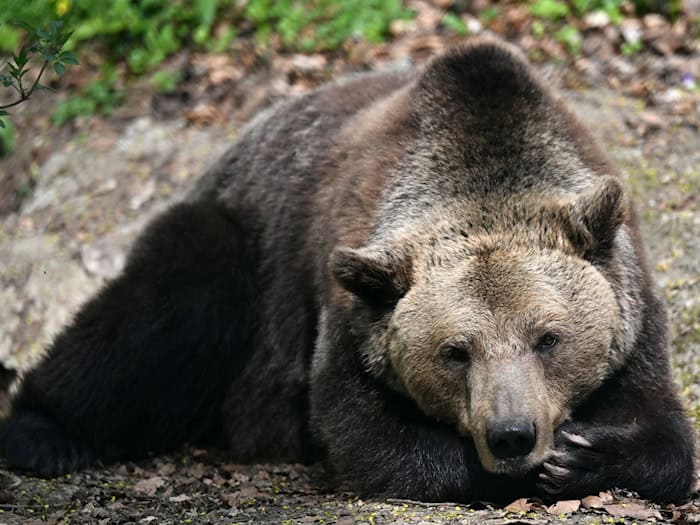 Sie sind noch träge: Bis die Bären im Alternativen Bärenpark Worbis mit ihrem Winterschlaf komplett durch sind, dauert es noch. (Archivbild) / Foto: Martin Schutt/dpa