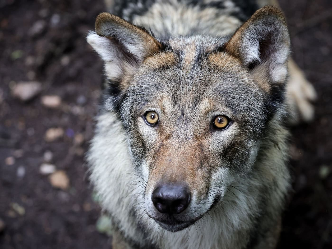 Der Landesjagdverband Thüringen geht nicht davon aus, dass mit der gesetzlichen Einstufung des Wolfs als jagdbare Art die Pelzträger in großer Zahl in Thüringen geschossen werden. (Symbolbild) / Foto: Christian Charisius/dpa