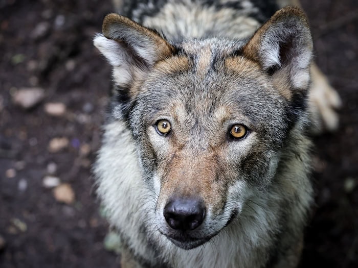 Der Landesjagdverband Thüringen geht nicht davon aus, dass mit der gesetzlichen Einstufung des Wolfs als jagdbare Art die Pelzträger in großer Zahl in Thüringen geschossen werden. (Symbolbild) / Foto: Christian Charisius/dpa