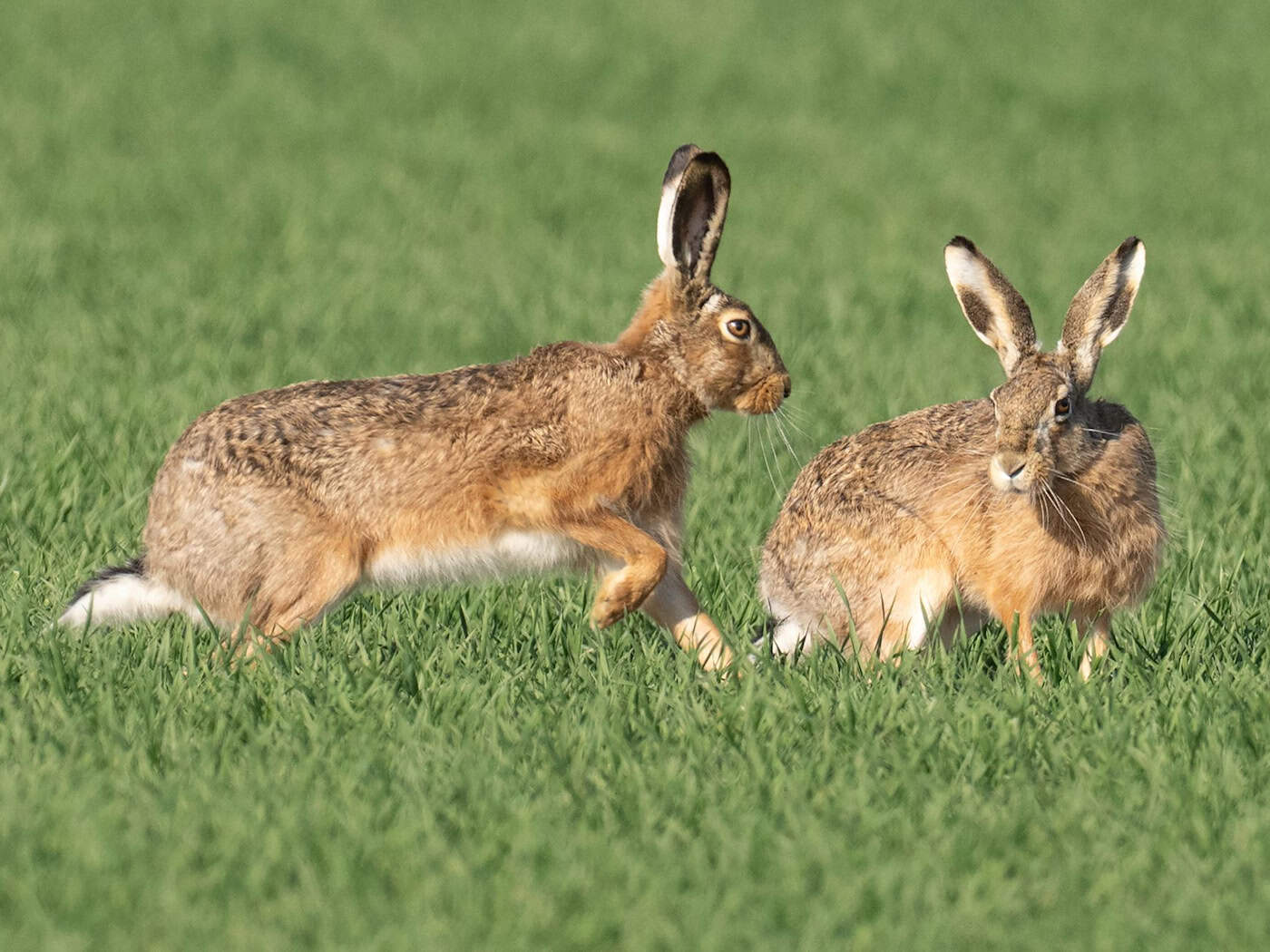 Meister Lampe breitet sich zuletzt wieder in Thüringen aus. (Symbolbild) / Foto: Boris Roessler/dpa