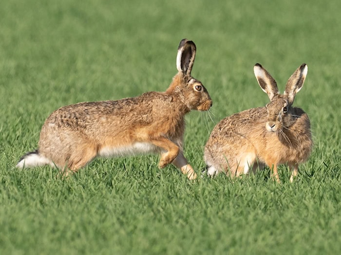 Meister Lampe breitet sich zuletzt wieder in Thüringen aus. (Symbolbild) / Foto: Boris Roessler/dpa