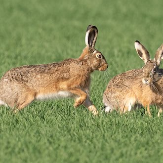 Meister Lampe breitet sich zuletzt wieder in Thüringen aus. (Symbolbild) / Foto: Boris Roessler/dpa