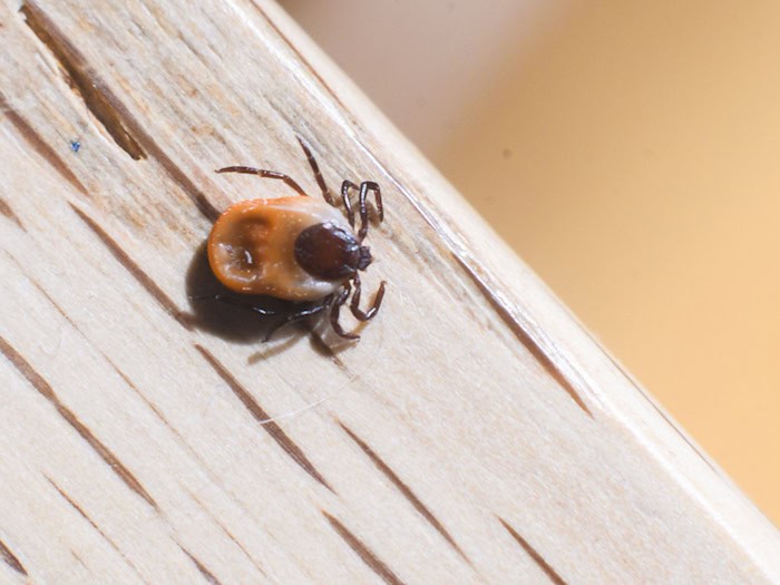 Zecken können auch knackigen Frost aushalten. (Archivbild) / Foto: Julian Stratenschulte/dpa