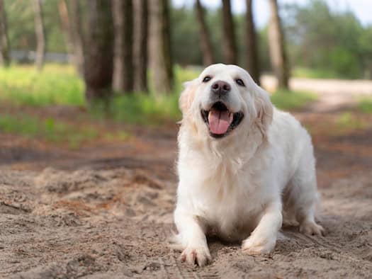 Ein glücklicher, weißer Hund sitzt auf einem sandigen Waldweg.
