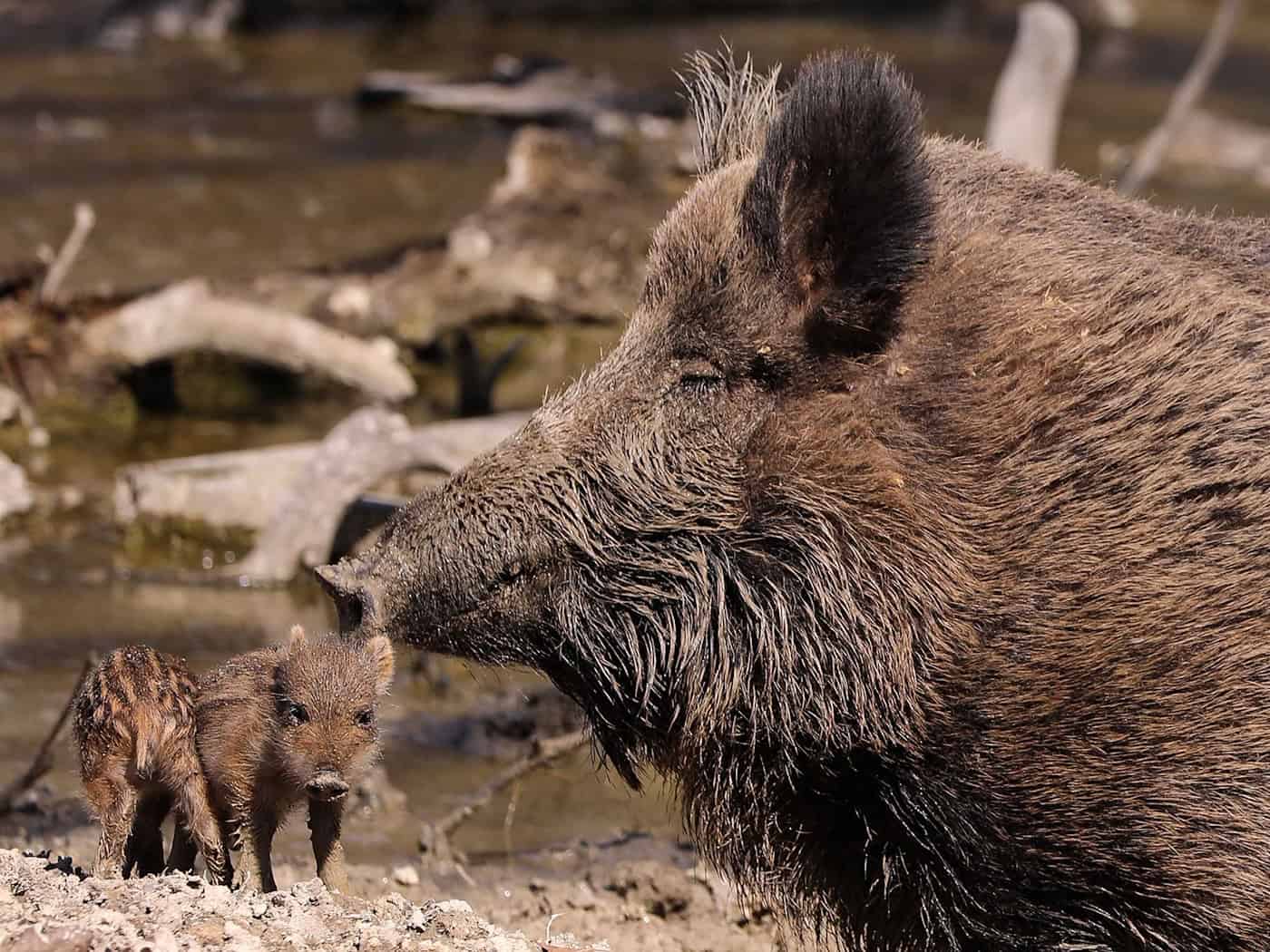 Wildschweinfleisch aus Gebieten mit Strahlenbelastung muss vor der Weitergabe oder dem Verkauf getestet werden. (Symbolfoto)  / Foto: Tino Plunert/dpa-Zentralbild/ZB