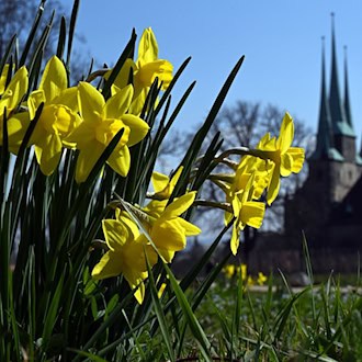Im Sachsen, Sachsen-Anhalt und Thüringen zeigt sich in dieser Woche oft die Sonne. (Archivbild) / Foto: Martin Schutt/dpa